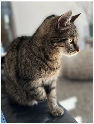 Cat from shelter, Fleur | Grau Getigert Ekh Female