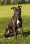 Dog from shelter, Beere | Schwarz Mit Weiß Pit Bull Mix Female