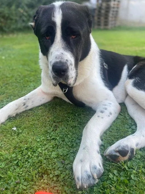Dog from shelter, Ella | Alabai Female