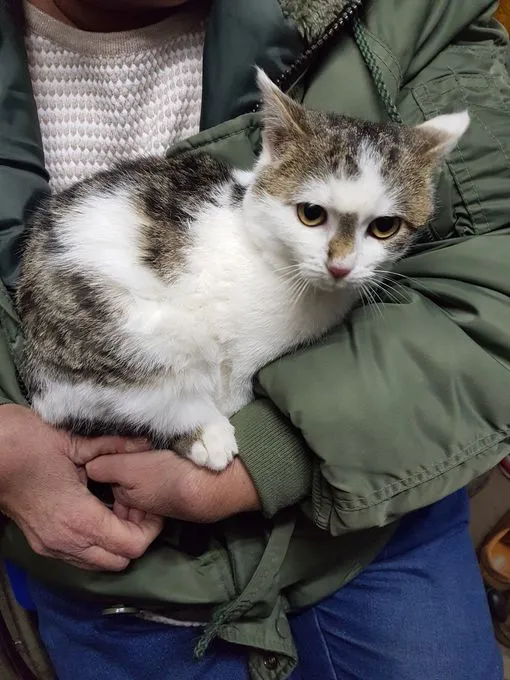 Nacho  - EKH  zur Adoption