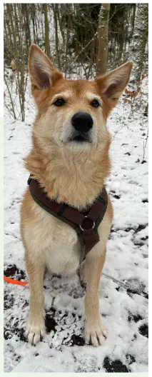 Dog from shelter, Pino | Hellbraun Mischling Male