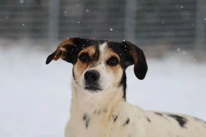 Pauline - Mischling zur Adoption