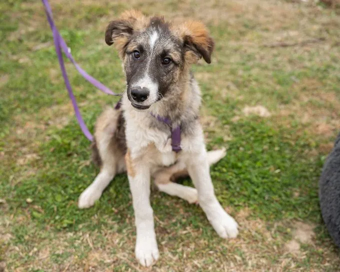 Ria - mischling zur Adoption