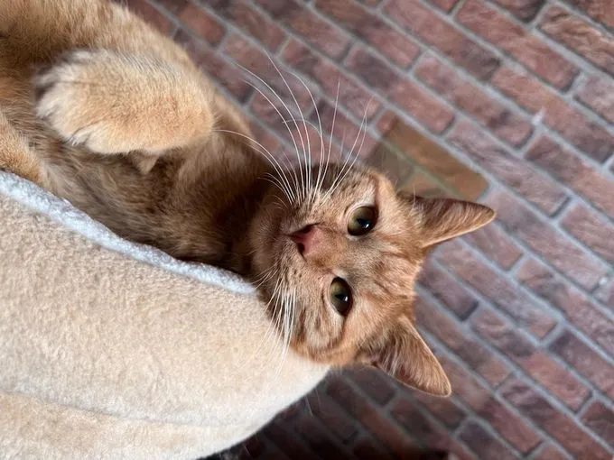 Günther - Europäisch Kurzhaar zur Adoption