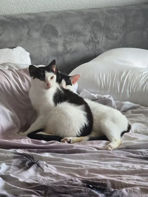 Pepe und Flag - europaeische-hauskatze zur Adoption
