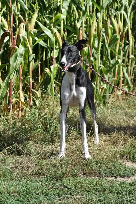 Milano - Windhund zur Adoption