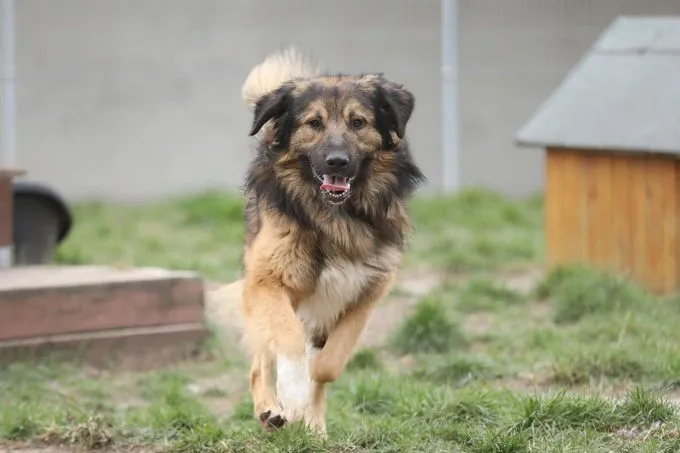 Hund aus Tierheim, Leonardo | Šarplaninac Mix Männlich