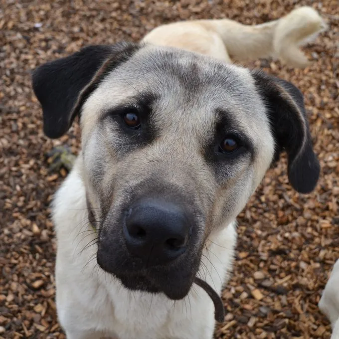 Yusuf - kangal-mix zur Adoption
