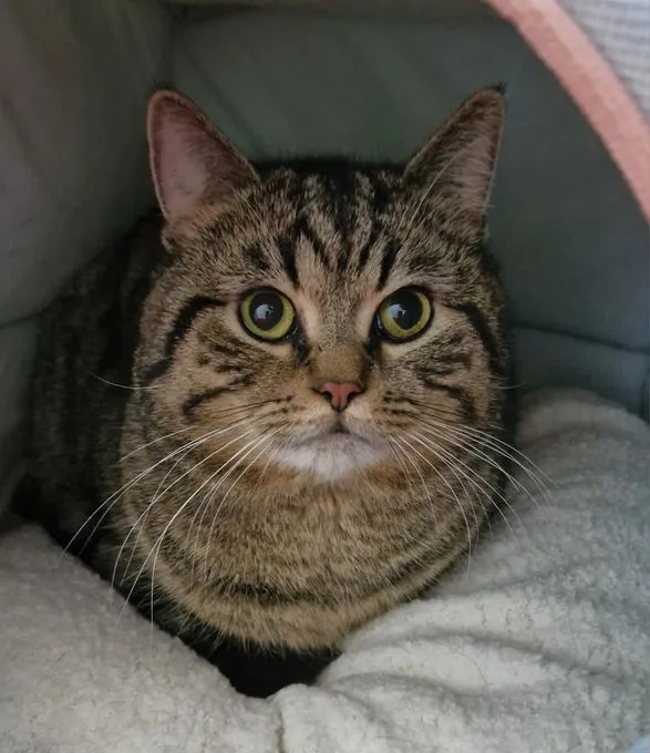 Kebab - bkh zur Adoption