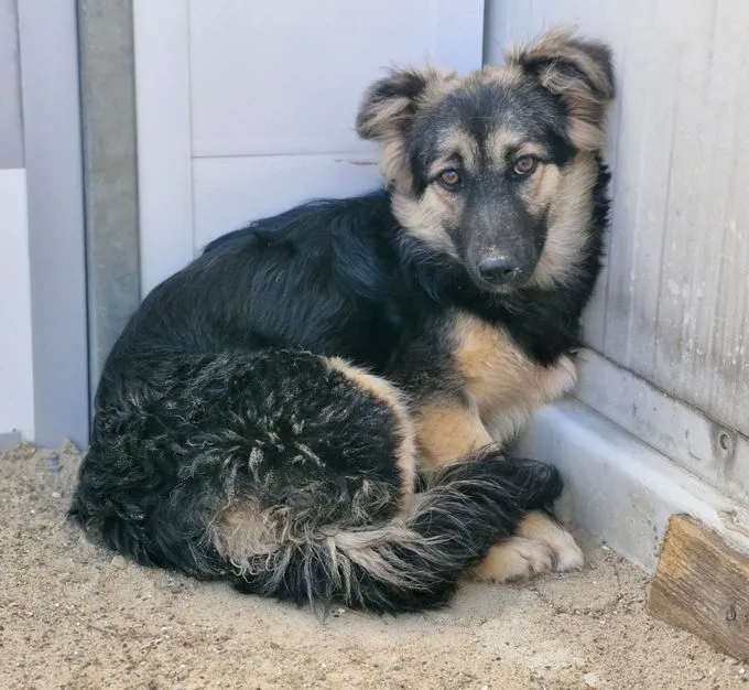 Marta - schaeferhund-mix zur Adoption