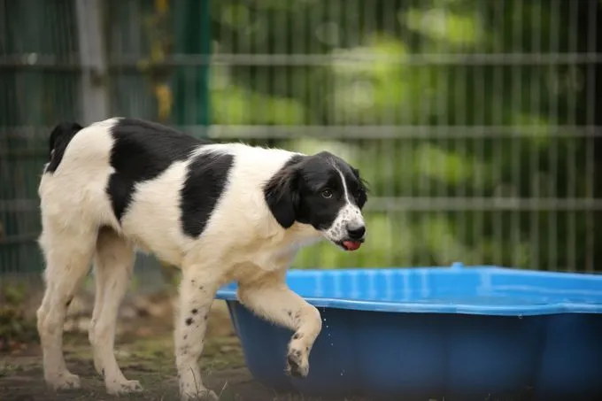 Dog from shelter, Cleo | Schwarz Weiß Mischling Female