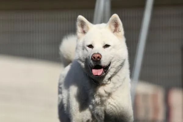 Hund aus Tierheim, Akio | Akita Inu Männlich
