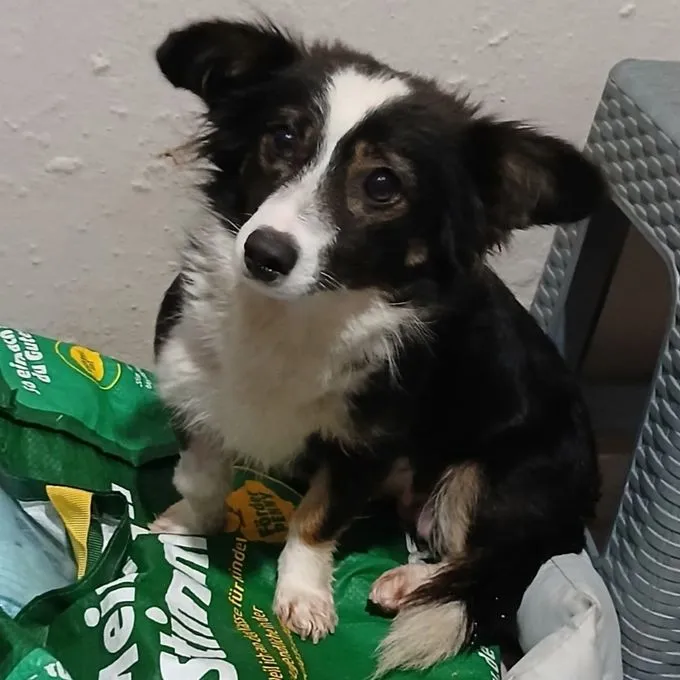 Luisa - Mischling zur Adoption