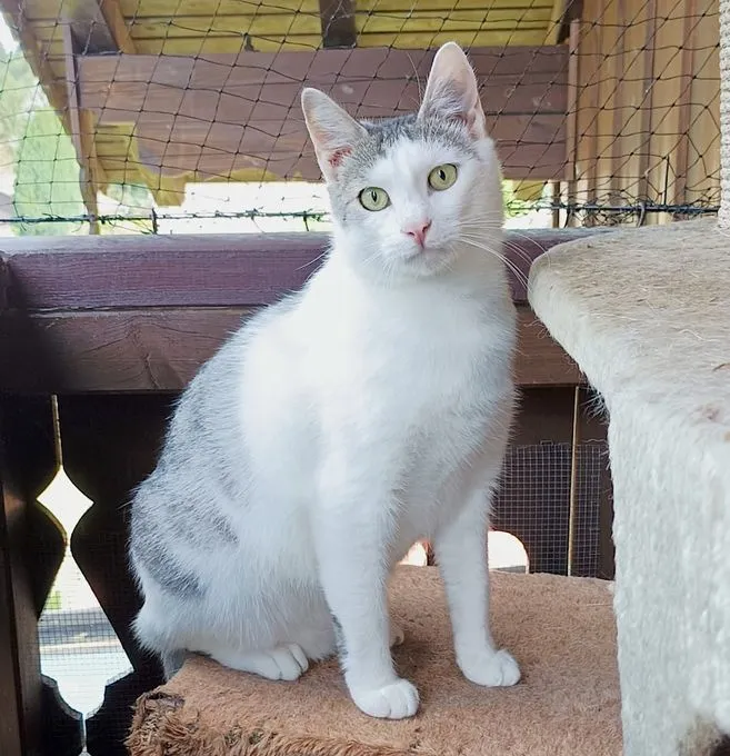 Olli - ekh zur Adoption
