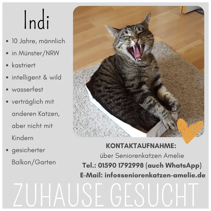 Indi - EHK zur Adoption