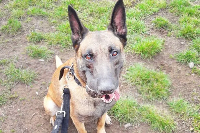 Nacho - Belgischer Schäferhund zur Adoption