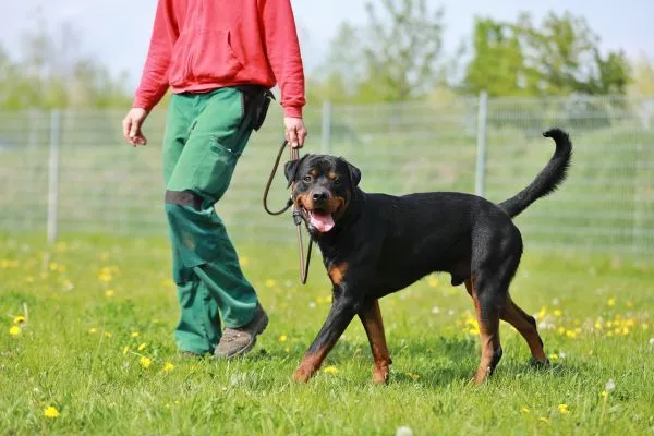 Dog from shelter, Findus | Rottweiler Male