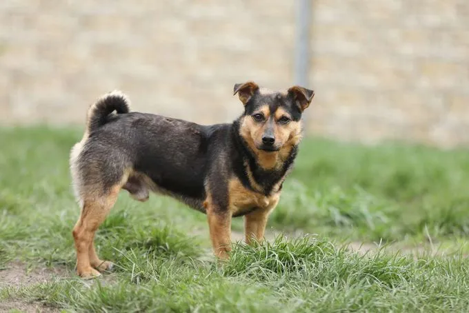 Hund aus Tierheim, Knolle | Terrier Mix Männlich