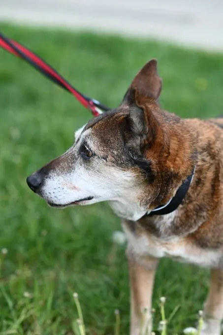 Dog from shelter, Dieter | Schäferhund Mix Female