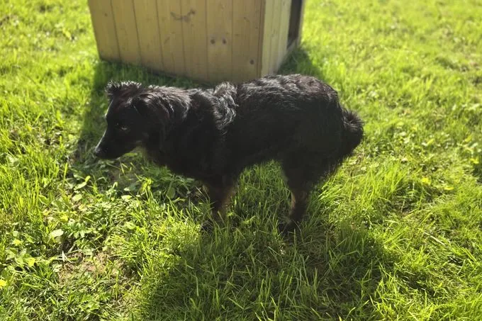 Dog from shelter, Ängstlicher Loki Sucht Pflegestelle Oder Zuhause | Schwarz Mischling Male