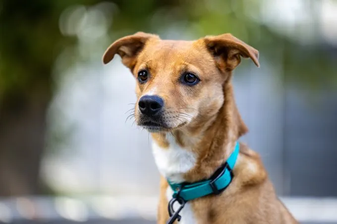 Dog from shelter, Prada | Beige Weiß Mischling Female