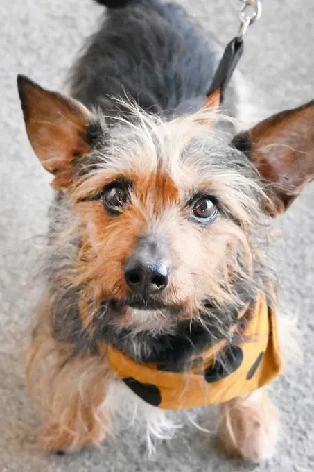 Hund aus Tierheim, Gronkel | Terrier Dackel Mix Männlich