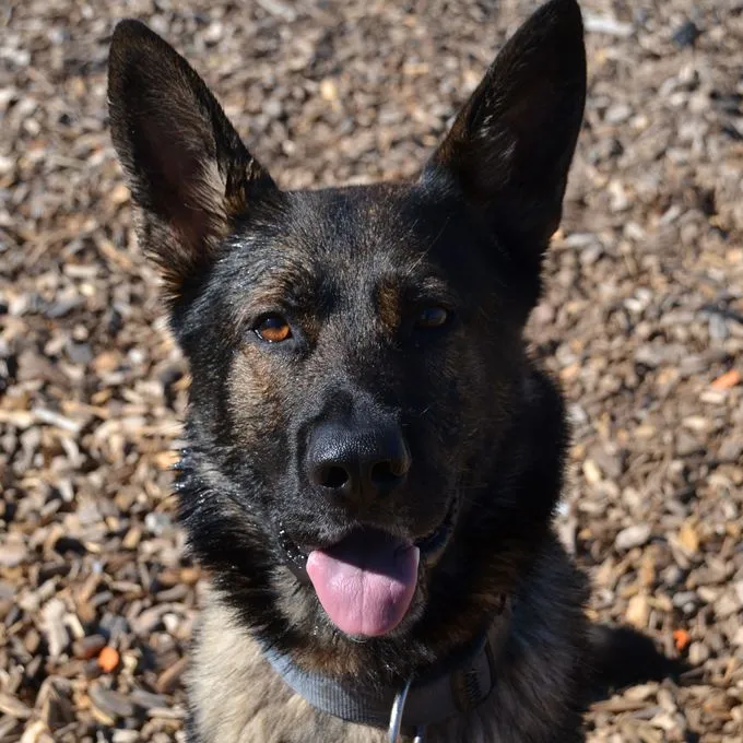 Rocky - deutscher-schaeferhund zur Adoption