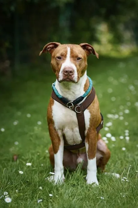 Hund aus Tierheim, Lion | Rot Mit Weiß American Staffordshire Terrier Männlich