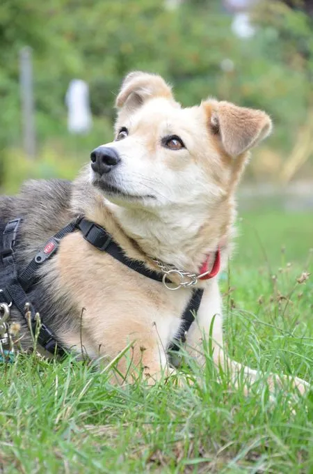 Rudi - mischling zur Adoption