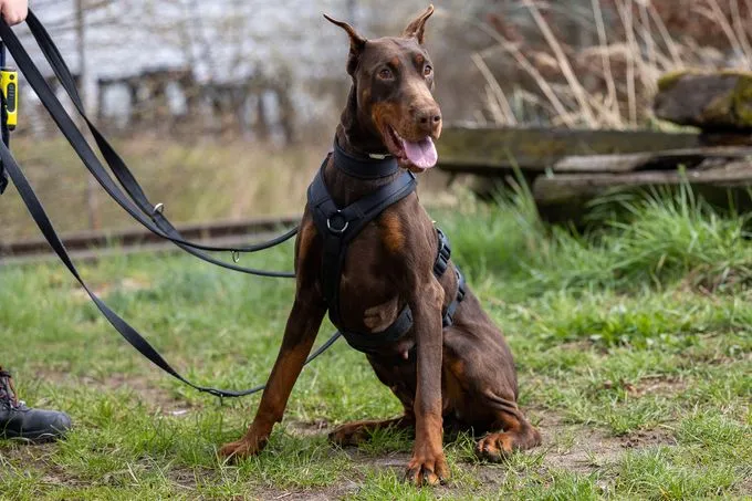 Dog from shelter, Lynette Deisy Angel Of Shaytan | Braun Tan Dobermann Female