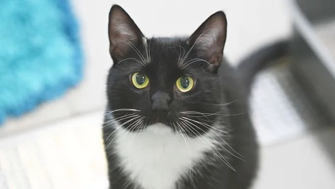 Katze aus Tierheim, Lonnie | Ekh Weiblich