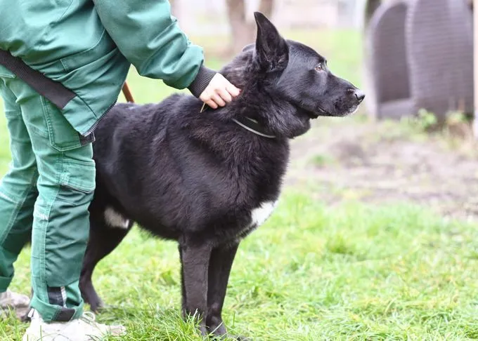 Dog from shelter, Bully | Dt Schäferhund Mix Male