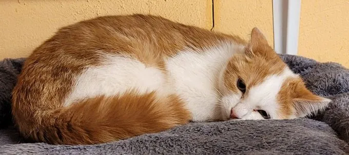 Cat from shelter, Clyde | Rot Getigert Ekh Male