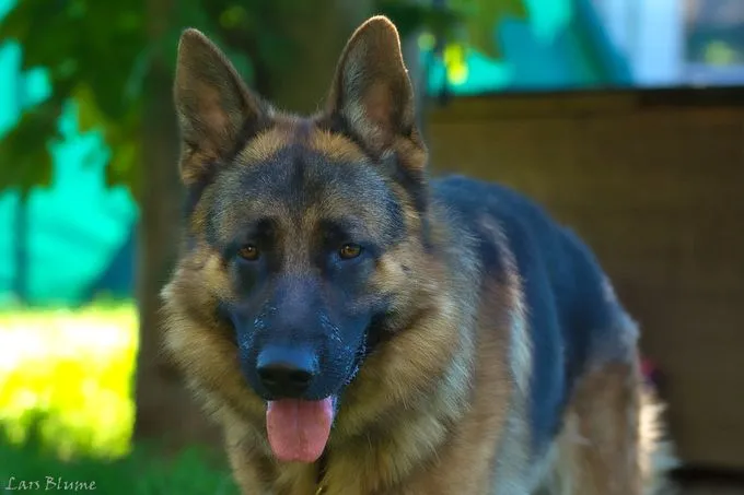 Dog from shelter, Socke | Schwarz Gelb Deutscher Schäferhund Male