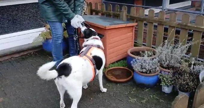 Dog from shelter, Paula | Weiß Mit Schwarz Jack Russell Terrier Female