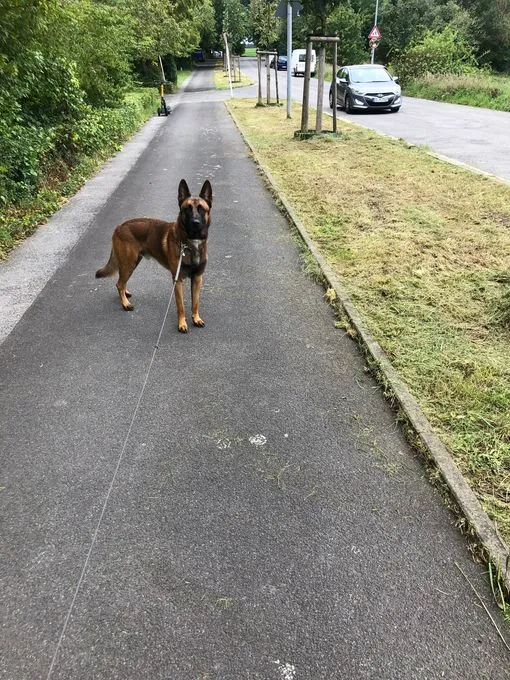 Hund aus Tierheim, Rambo | Braun Malinois Männlich