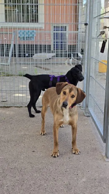 Dog from shelter, Fred Möchte Raus Und Lernen | Braun Mischling Male