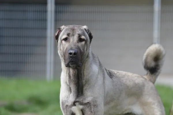 Dog from shelter, Spencer | Kangal Male