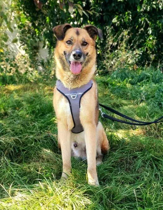 Hund aus Tierheim, Jewel | Schäferhund Mix Männlich