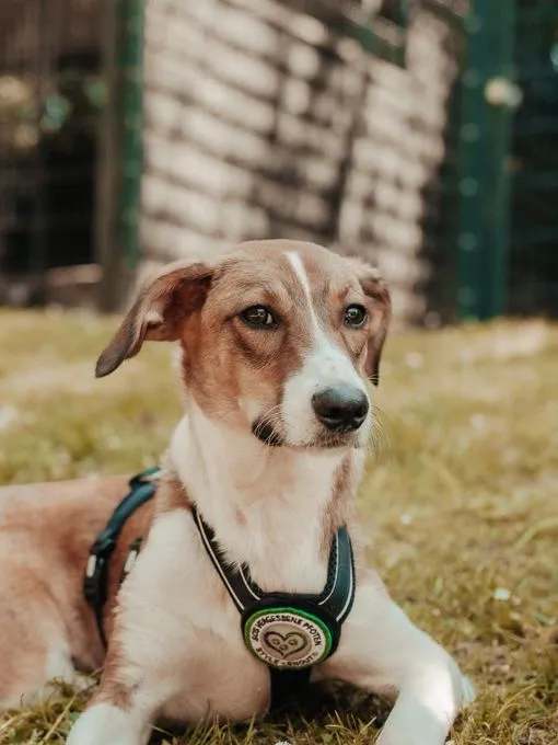 Enjo - mischling zur Adoption