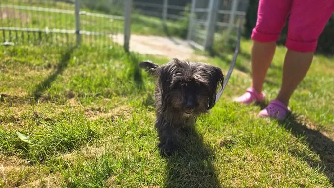 Dog from shelter, Lenny | Schwarz Mischling Male