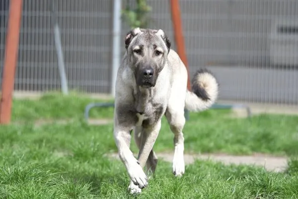 Dog from shelter, Spencer | Kangal Male
