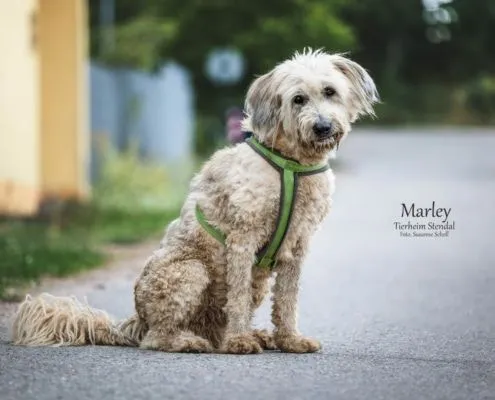 Dog from shelter, Marley | Harzer Fuchs Schafspudel Mix Male
