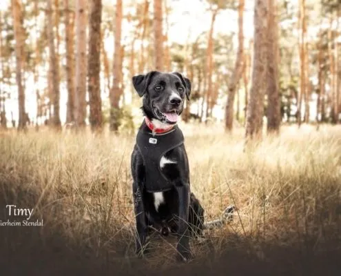Dog from shelter, Timy | Labrador Mix Male