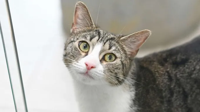 Katze aus Tierheim, Bärbel | Ekh Weiblich