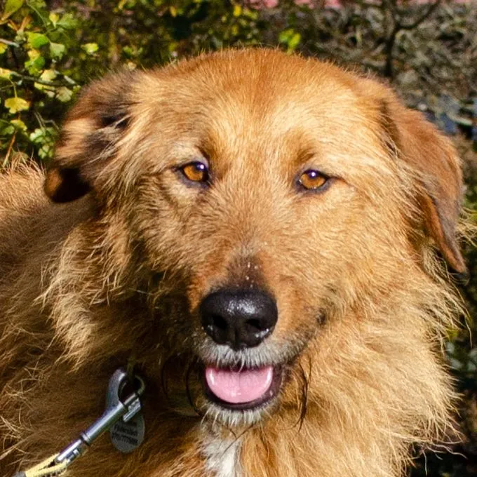 Hund aus Tierheim, Malo | Blond Mischling Männlich