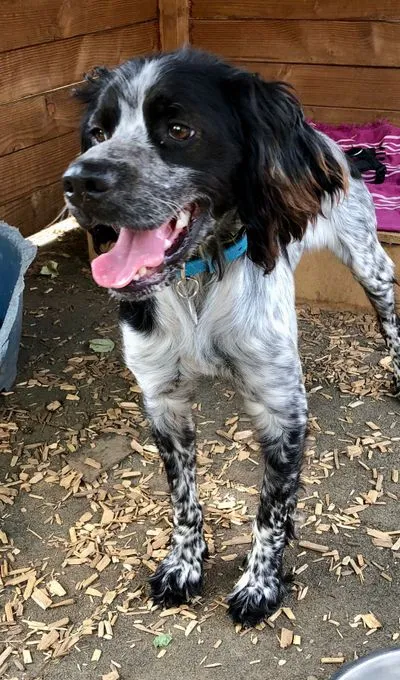 Dog from shelter, Totò | Schwarz Und Weiß Bretonen Setter Mix Male