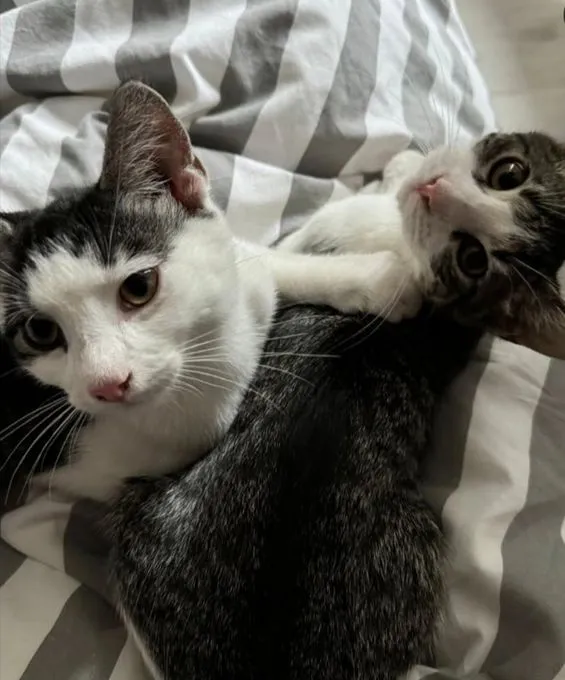 Siegfried ("Siggi") & Lucy - EKH zur Adoption