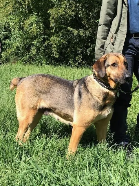 Hund aus Tierheim, Jakuma | Blond Und Schwarz Schäferhund Mix Weiblich