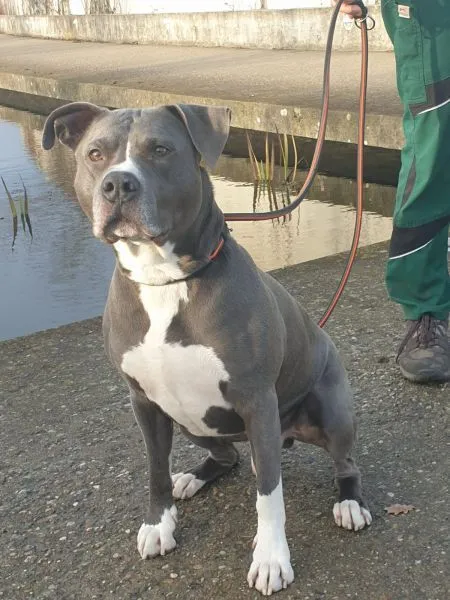 Hund aus Tierheim, Nanuk | Staffordshire Terrier Mix Männlich